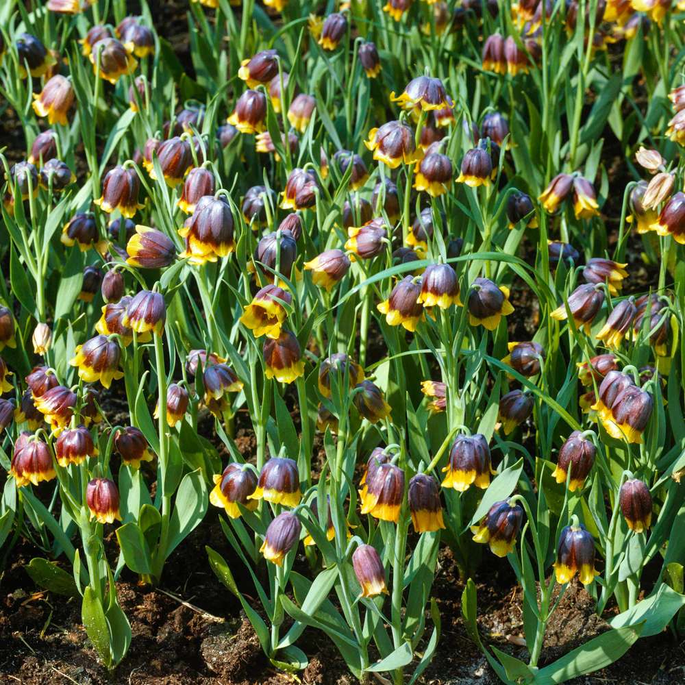 Fritillaria 'Michailovskyi'